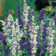 Salvia 'Willow Pattern'