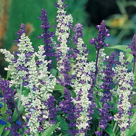 Salvia 'Willow Pattern'