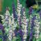 Salvia 'Willow Pattern'