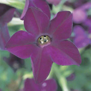 Blomstertobak 'Perfume Deep Purple'
