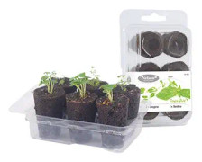 Easy to Grow 'Basilika och Oregano'