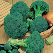 Broccoli 'Beaumont' F1