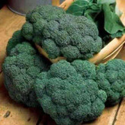 Broccoli 'Calabrese Samson F1'