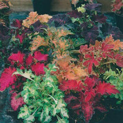 Palettblad 'Carefree Mixed'