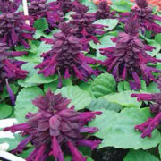 Salvia 'Reddy Purple'