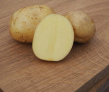 Sättpotatis - Connect 1kg (Årets potatis 2020)