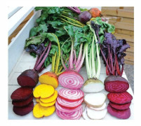 Rödbetsmix ´Rainbow Mix´ 50 st frön