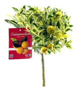 Kalamondin Varigerad, stam 20cm kruka, 70-80cm