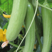 Gurka, Växthus-, 'Deltastar' 8cm kruka