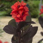 Kanna (dwarf) 'Happy Julia' 1st