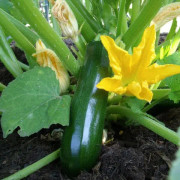 Sommarsquash Zucchini ´Black Beauty´ 3 st frön