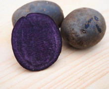 Sättpotatis 'Blaue Annelise' 1kg
