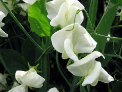 Luktärt ´Mrs Collier´ 3 st frön