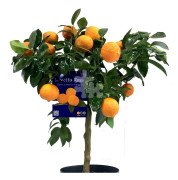 Lime 'Lima Rossa' stam, 20cm kruka 70-80cm