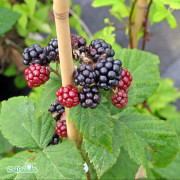 Björnbär 'Black Satin' 1,5-2 L