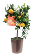 Mandarin, stam H70-80cm 20cm kruka