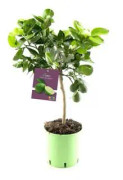 Lime, stam H50-60cm 16cm kruka