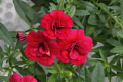 Minipetunia 'Double Purple Red' 3 plantor