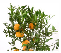  Clementin, stam H70-80cm
