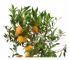  Clementin, stam H70-80cm