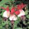  Fuchsia ’Göteborgskan’, mindre 11,5cm