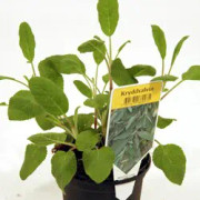 Salvia, Krydd 11,5cm kruka