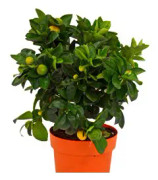 Clementin, busk