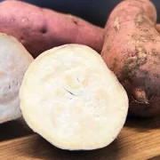 Sötpotatis 'T65' jumboplugg 1st