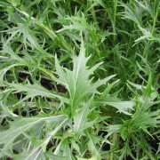 Japansk Kål ´Mizuna´ 10 gram frön
