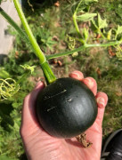 Vintersquash ´Little Gem´ 2 st frön