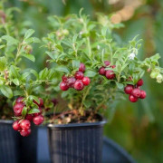 Lingon 'Miss Cherry' C2-3