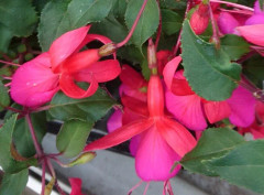 Fuchsia 'Beacon'