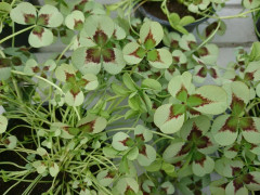 Vitklöver 'Leonore'