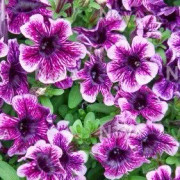 Petunia Littletunia 'Purple Splash' 3 plantor