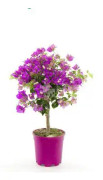 Bougainvillea Stam H50-60cm 17cm kruka