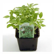 Basilika, Busk-, 'Spice Globe' 11,5cm kruka