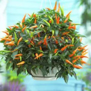 Paprika 'Sweet Cascade' 10,5cm kruka