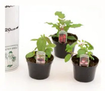 Fuchsia 'Jollie Belfort' mindre 11,5cm kruka