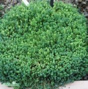 Luddfetknopp 12cm kruka