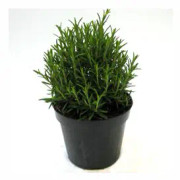 Rosmarin 13cm kruka