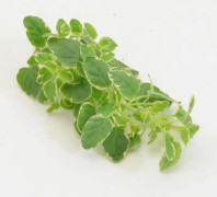  Oregano Brokbladig 9cm kruka