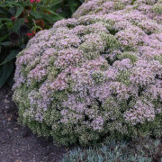 Sedum 'Pure Joy' 12cm kruka