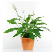 Fredskalla 'Pearl Cupido' 7cm kruka