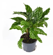 Kalatea 'Freddie' 12cm kruka