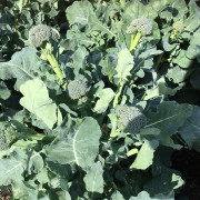 Sparrisbroccoli 'Sibsey' F1 yrkesodlarfrö
