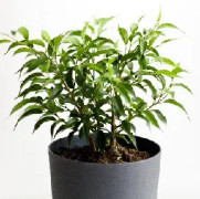 Benjaminfikus 'Natascha' 12cm kruka