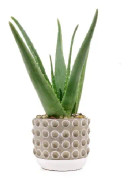  Aloe Vera 12cm