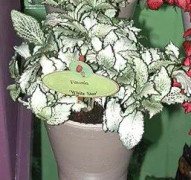 Silveråderblad 'White Star' 8,5cm kruka