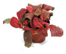 Rött åderblad 'Red Star' 8,5cm kruka