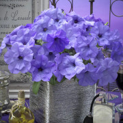 Petunia häng "Evening Scentsation" Doftande! 5 frön